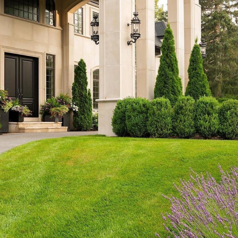 Boxwood Front Yard Landscaping