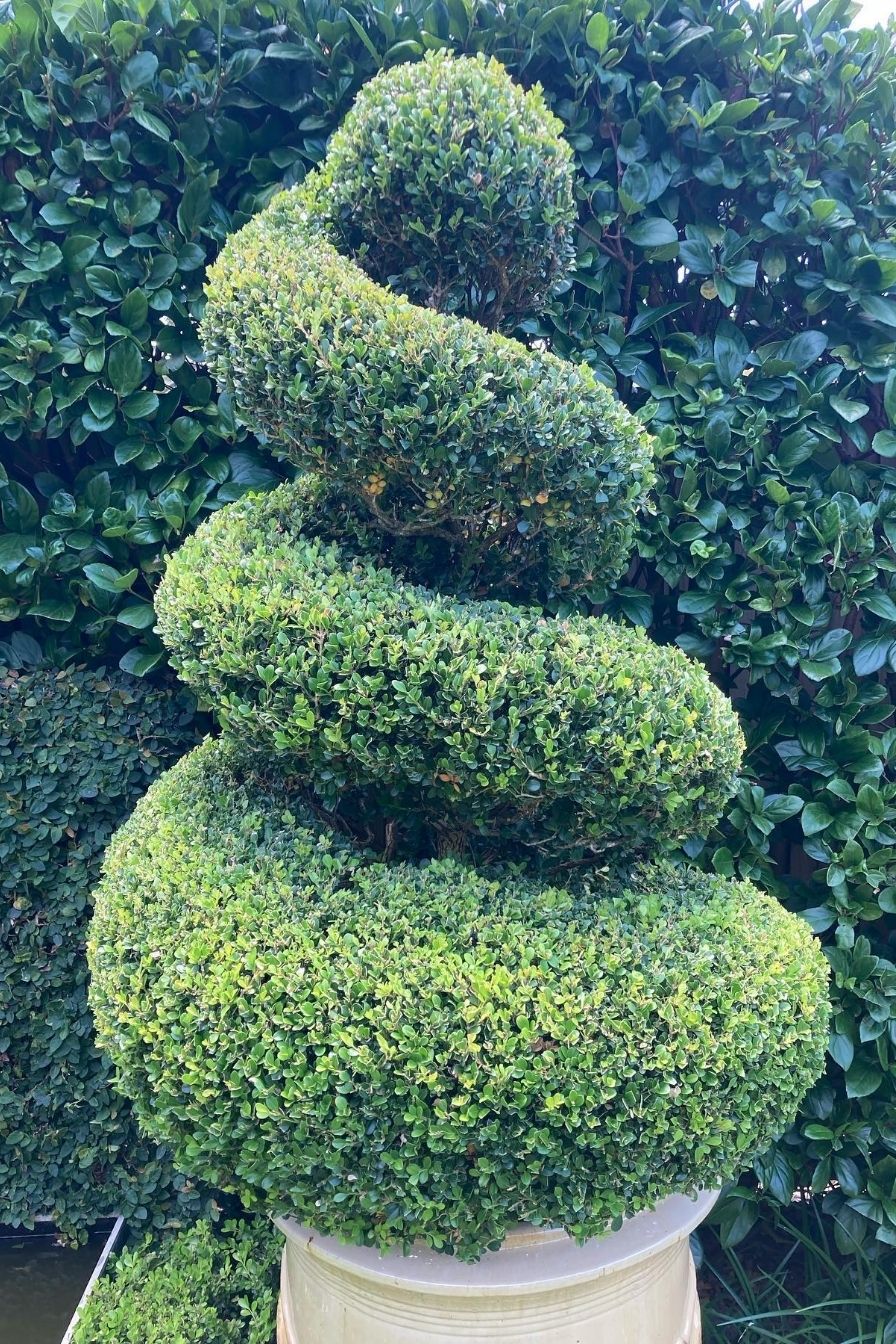 Boxwood Spiral Topiary