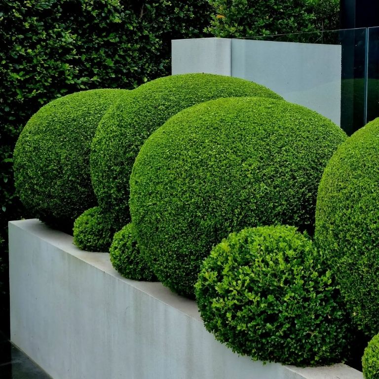 Boxwood Topiary Balls