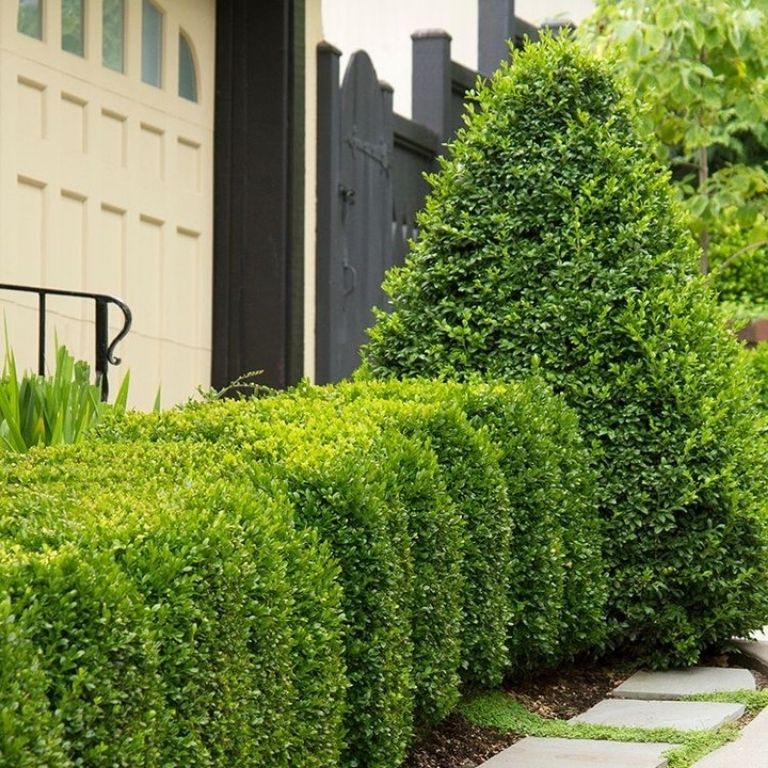 Boxwood and Evergreen Mix