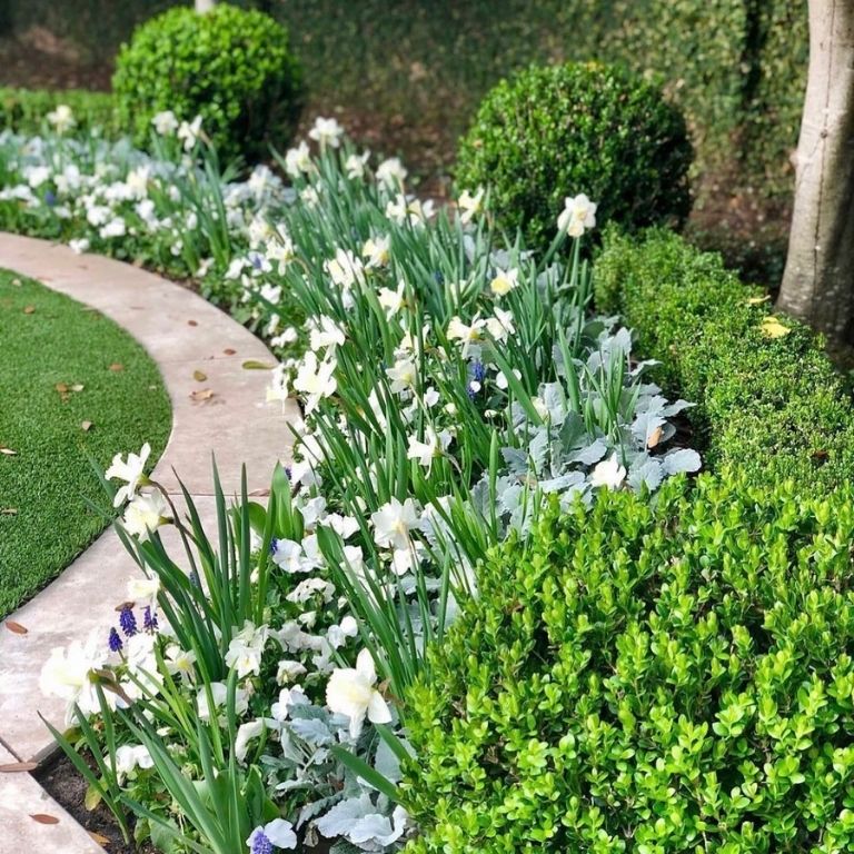 Boxwood and Flower Combo