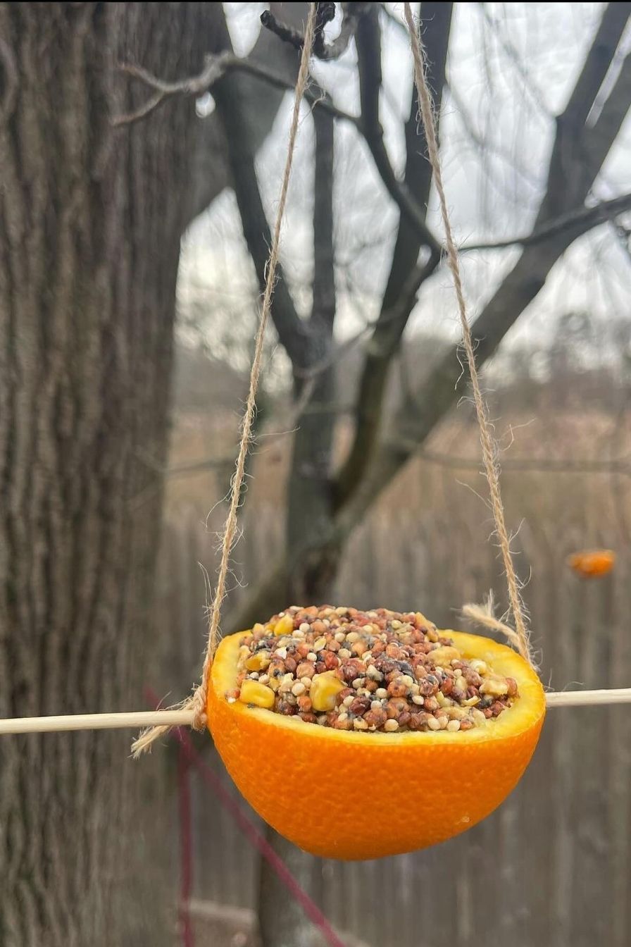 DIY Bird Feeders